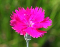 Cerise pink flowers over grey needle like foliage